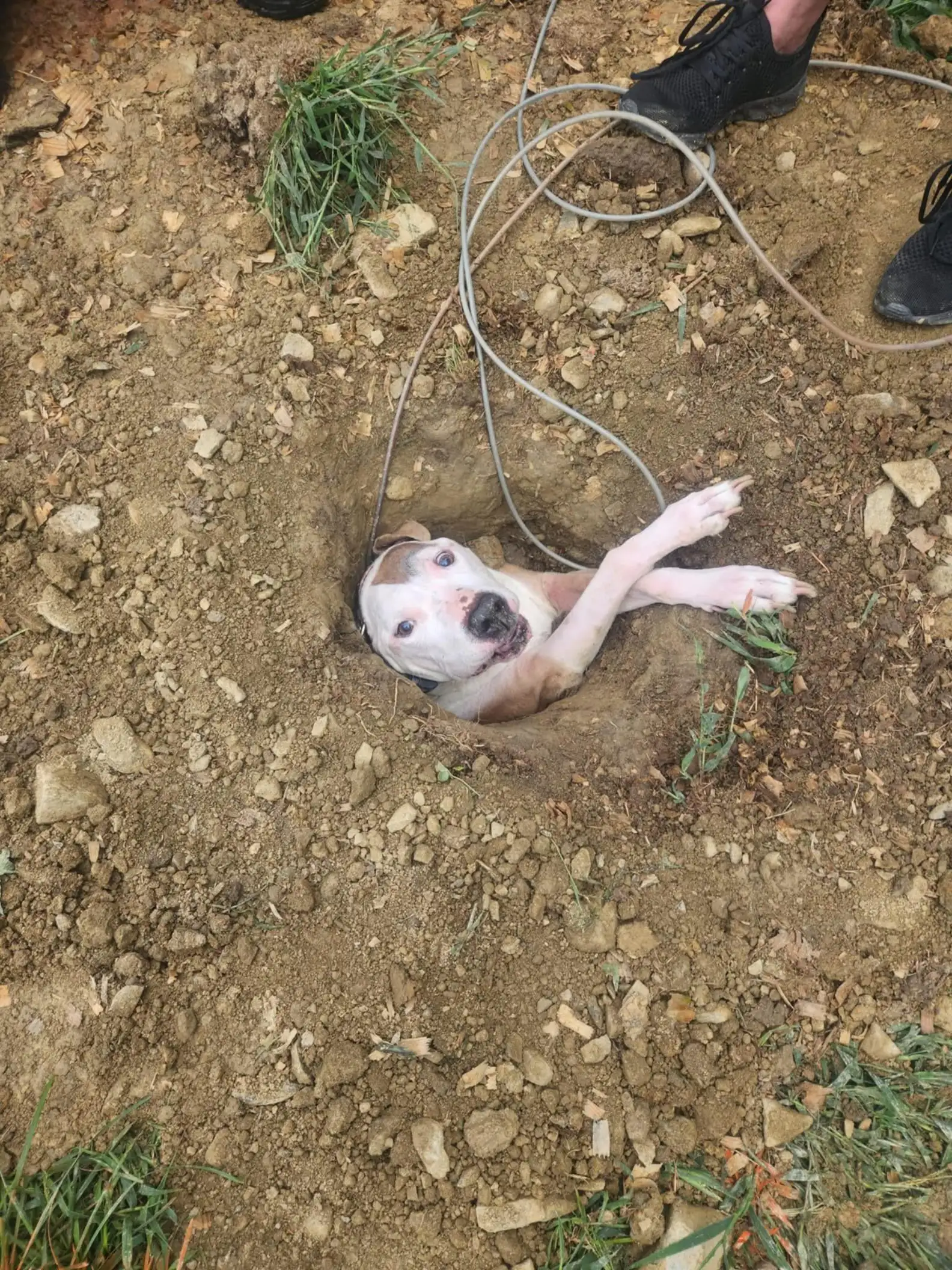 Dog Goes Outside To Use The Bathroom — And This Is How Rescuers Find Him