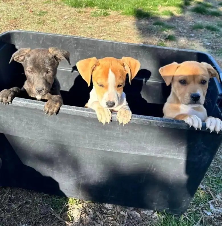 Puppies Dumped In Box On Mountain Trail Never Lost Hope That Help Would Come