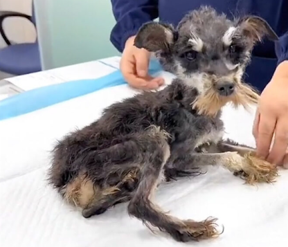 Starving Dog Weighing Less Than 2kg Fought to Survive But His Final Moments Were Peaceful