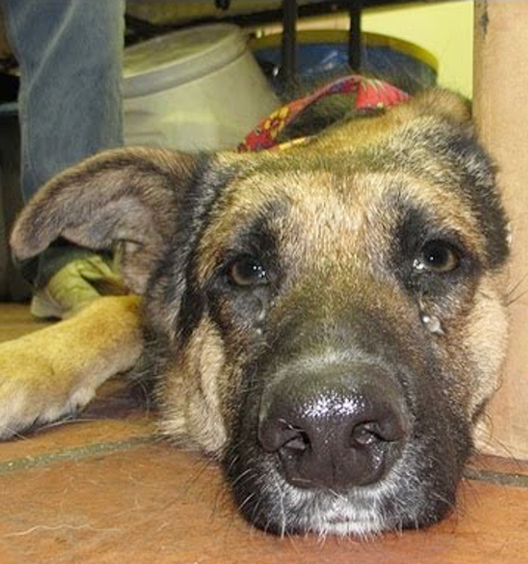 Kicked Out of His Home, This Puppy Cried to Get Back In, Not Knowing the Right Family Was About to Hear Him.