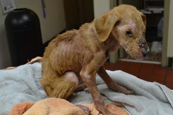Malnourished Puppy Finds a New Mission: Miraculously Survives and Saves a Boy with Autism from His Abyss