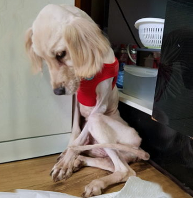 Rescuing Hope: Deaf Dog Max Finds Love and a New Life with Emily