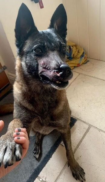 Dog Rescued From Meat Trade Gets Surgery On Her Nose And Finds A Forever Home
