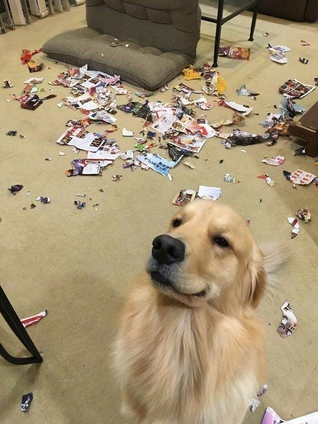 MY DOG DESTROYED MY ENTIRE MAGAZINE COLLECTION—AND I DON’T KNOW HOW TO REACT