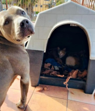 Kind Pit Bull Offers His Doghouse To Pregnant Stray Cat And Stands Guard As She Has Her Kittens
