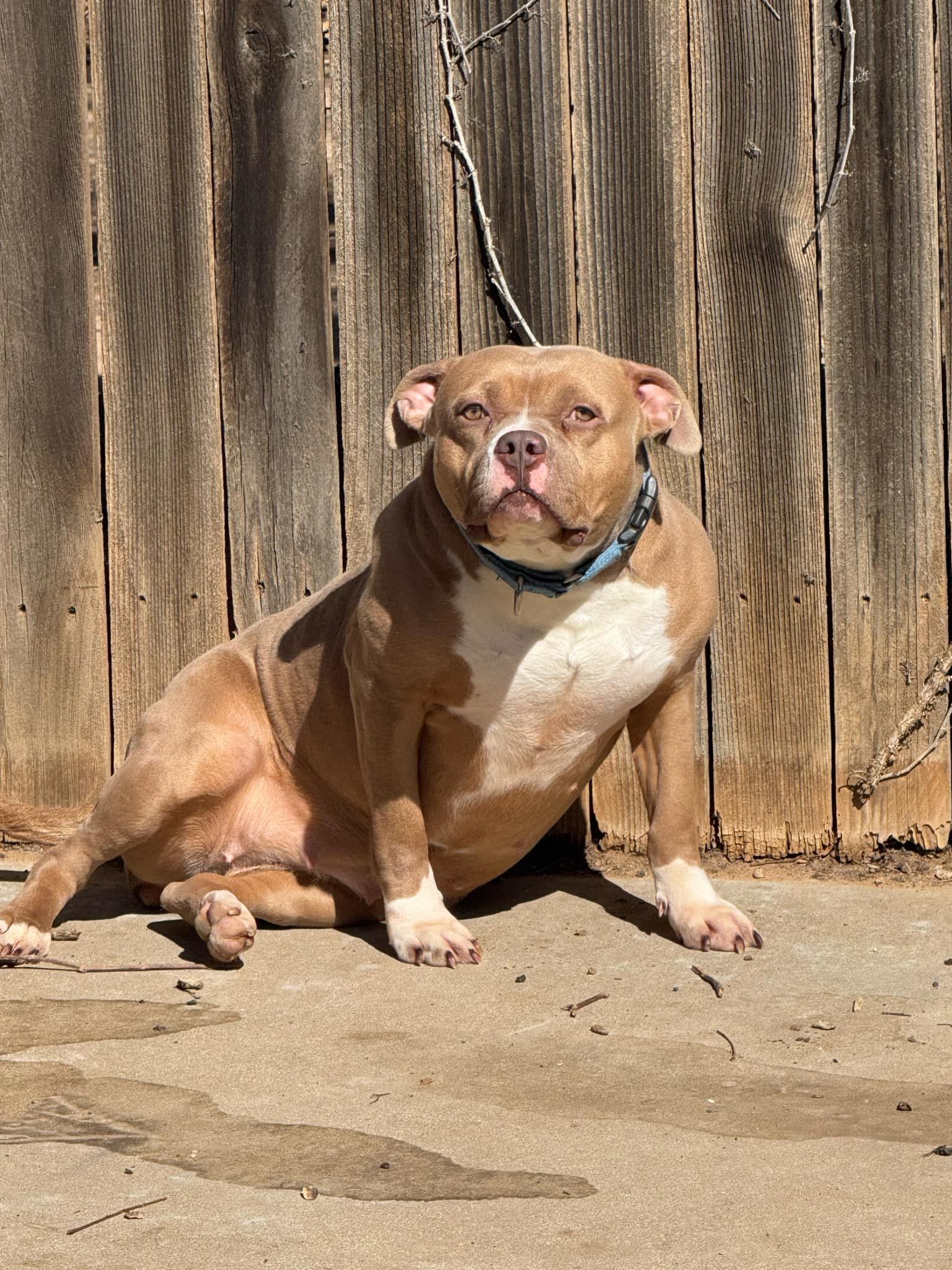 THE DOG WOULDN’T LEAVE HIS OWNER’S GRAVE—AND NO ONE CARED