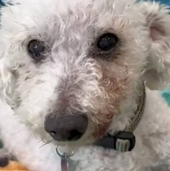 22-Year-Old Dog Looking For New Home After His Mom Passes Away Unexpectedly