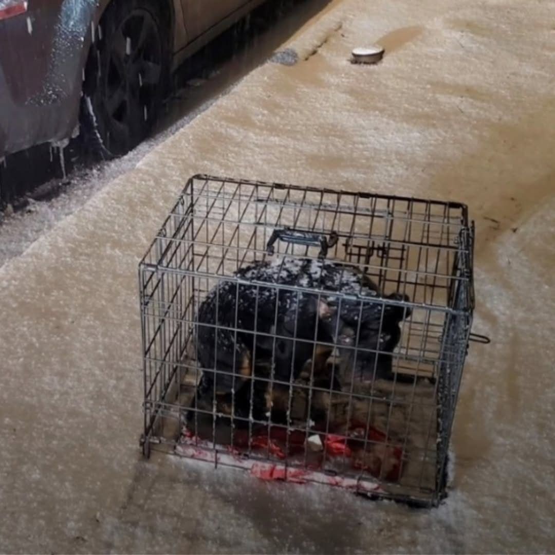 Trapped Dog Shivers All Night in Heavy Snowstorm Until Hero Hears Her Cries