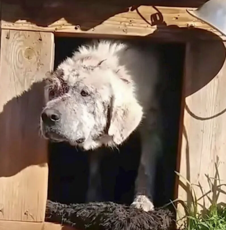 A Sweet Dog Abandoned and Left Injured in His Doghouse Finds a New Family