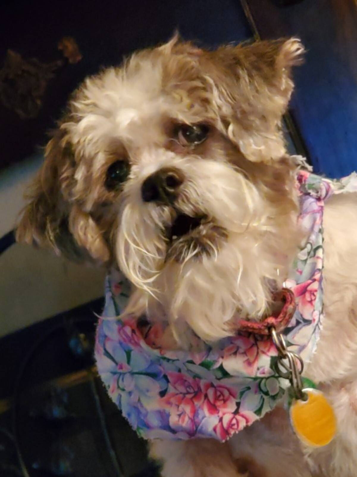 When Couple Adopts Their Grandson, He Convinces Them to Adopt a Dog, Too