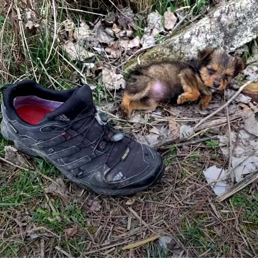 Guy Finds A Puppy Using A Shoe For Shelter And Gives Her A Whole New Life