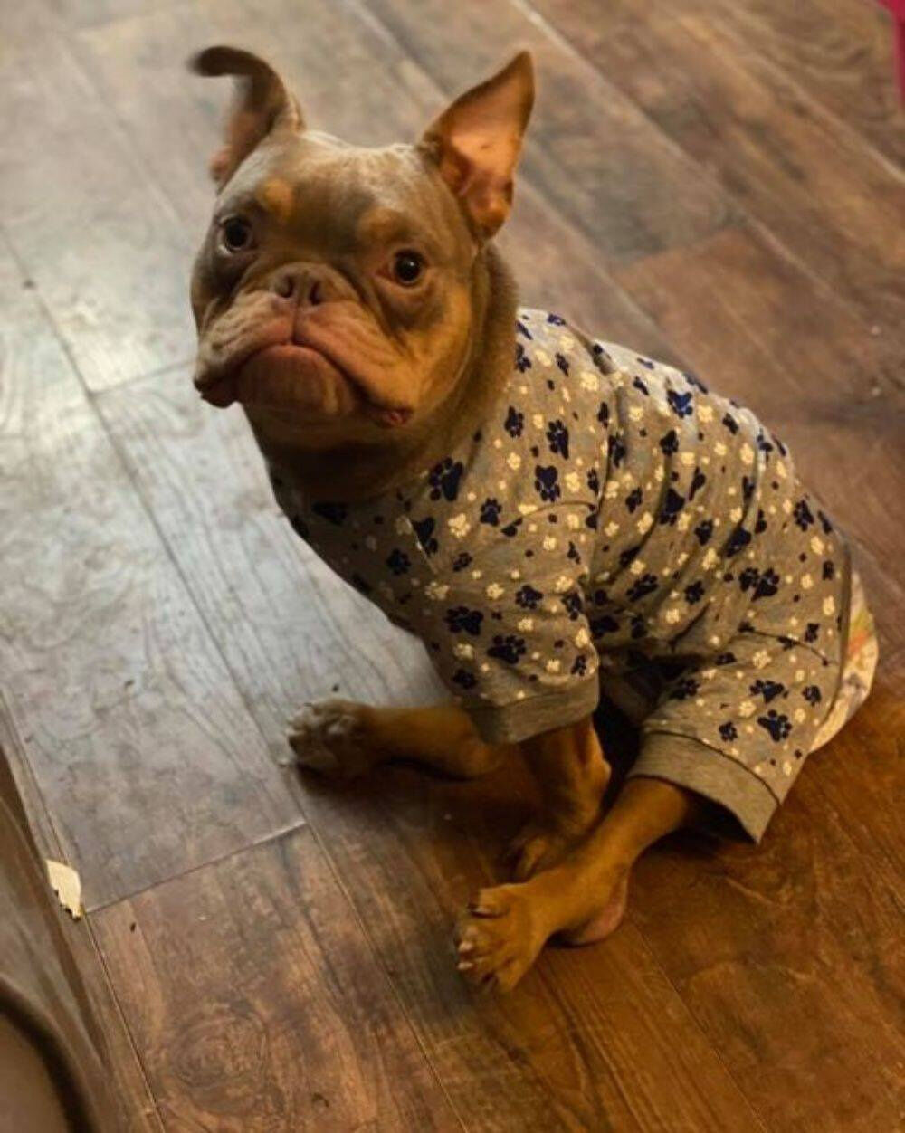 Nobody Wanted To Adopt This Pup With Special Needs Until He Went Viral