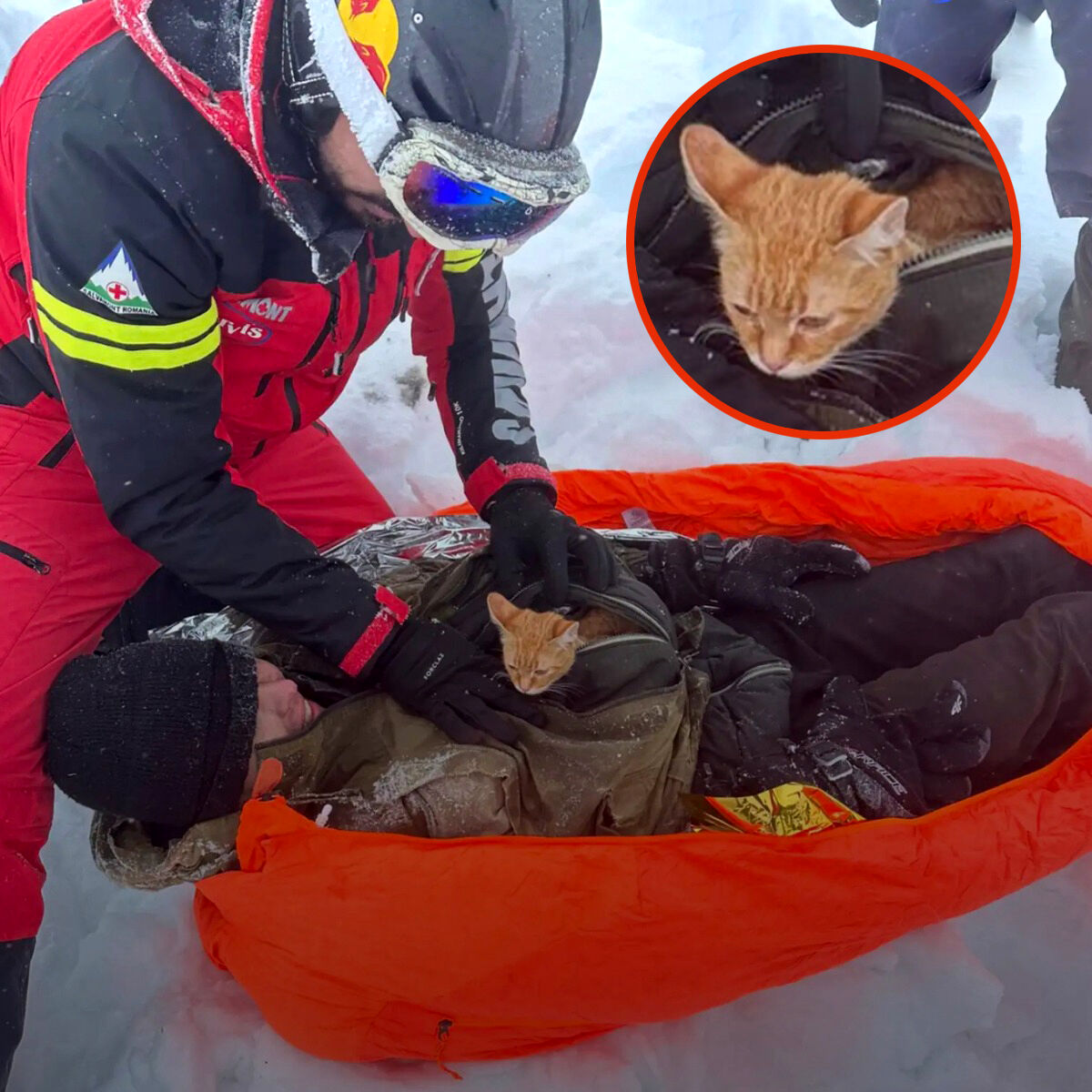 Miracle Kitten Saves Hiker’s Life During Deadly Snowstorm