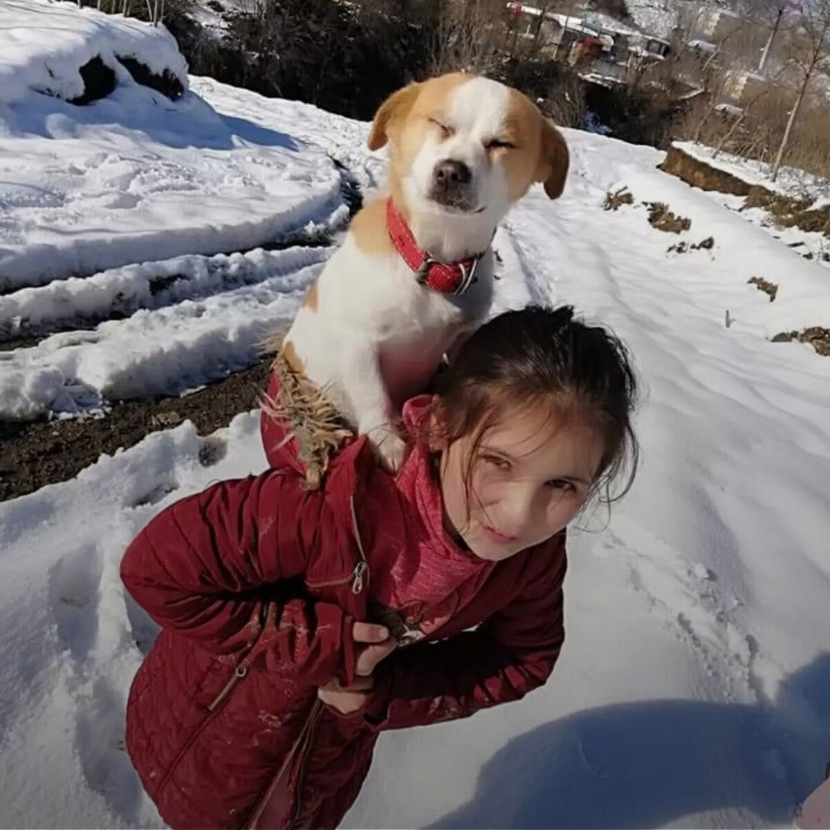 Little Girl Trudges Through Heavy Snow To Get Help For Her Sick Dog