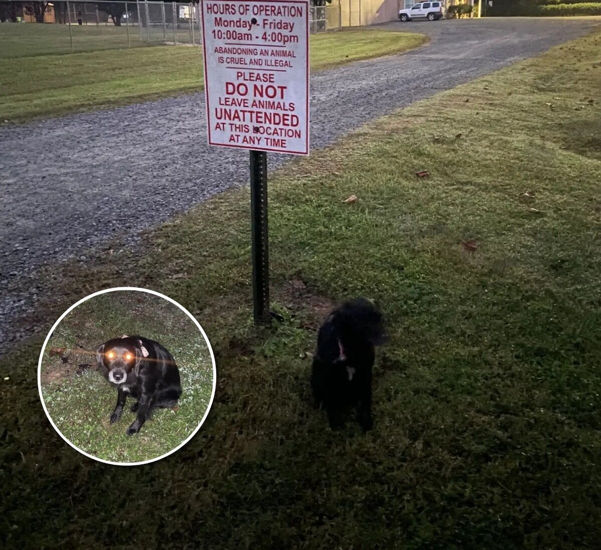 Woman Sees Dark Shape Tied To A ‘Do Not Leave Animals’ Sign