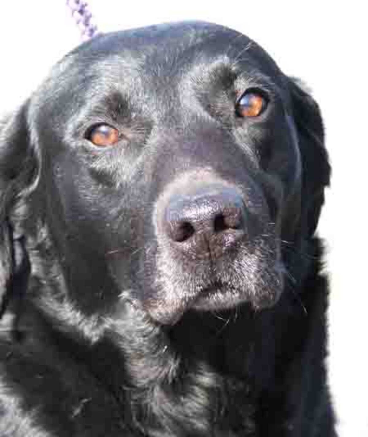 Timid Stray Settles Into Forever Home, Becomes Sneaky Bread Thief