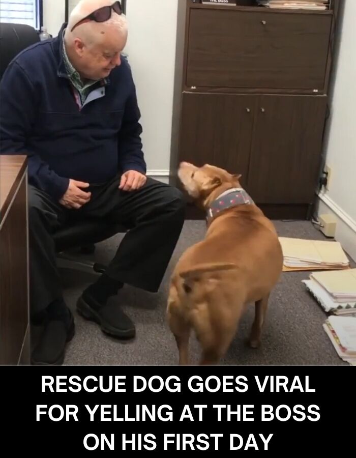 Rescue Dog Goes Viral for Yelling at the Boss on His First Day