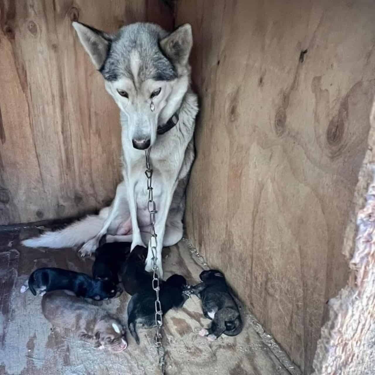 From Chains to Freedom: Luna and Her Puppies Find a New Beginning