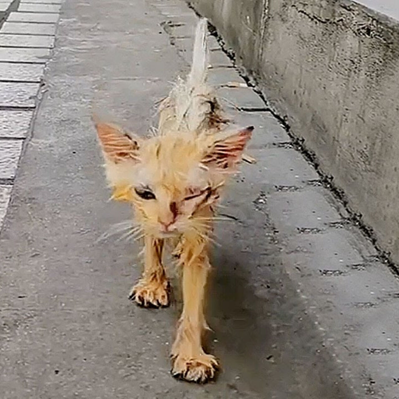 From Sickly Stray to Thriving Companion: A Kitten’s Incredible Transformation