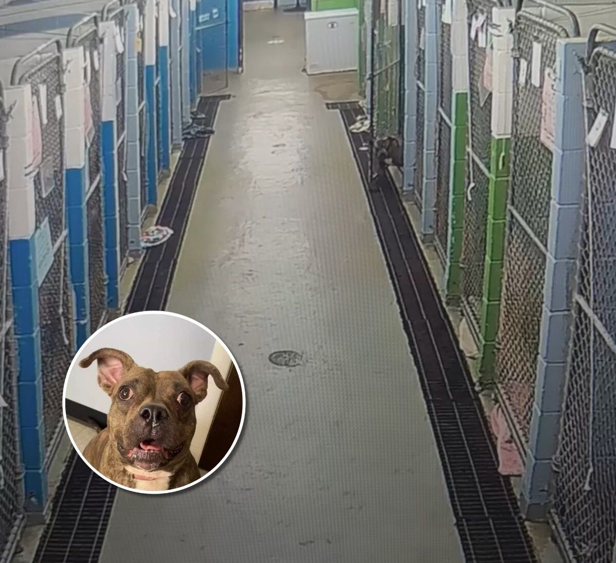 Security Cameras Capture Shelter Dog’s Accidental Escape From Kennel