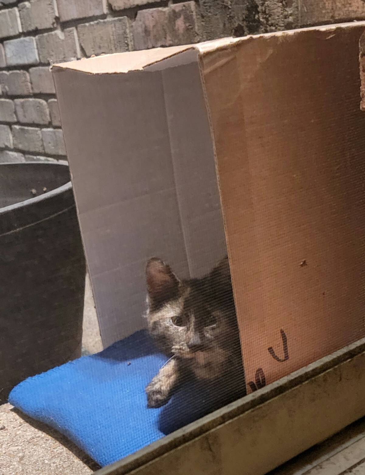 Stray Cat Refuses to Leave Yard After Spotting Pet Cat Through Screen Door