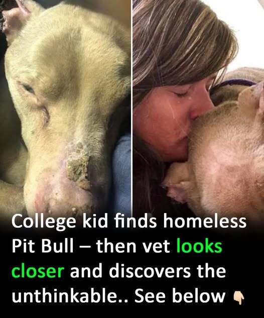 Woman spends the night cuddling with shelter dog so he won’t die alone