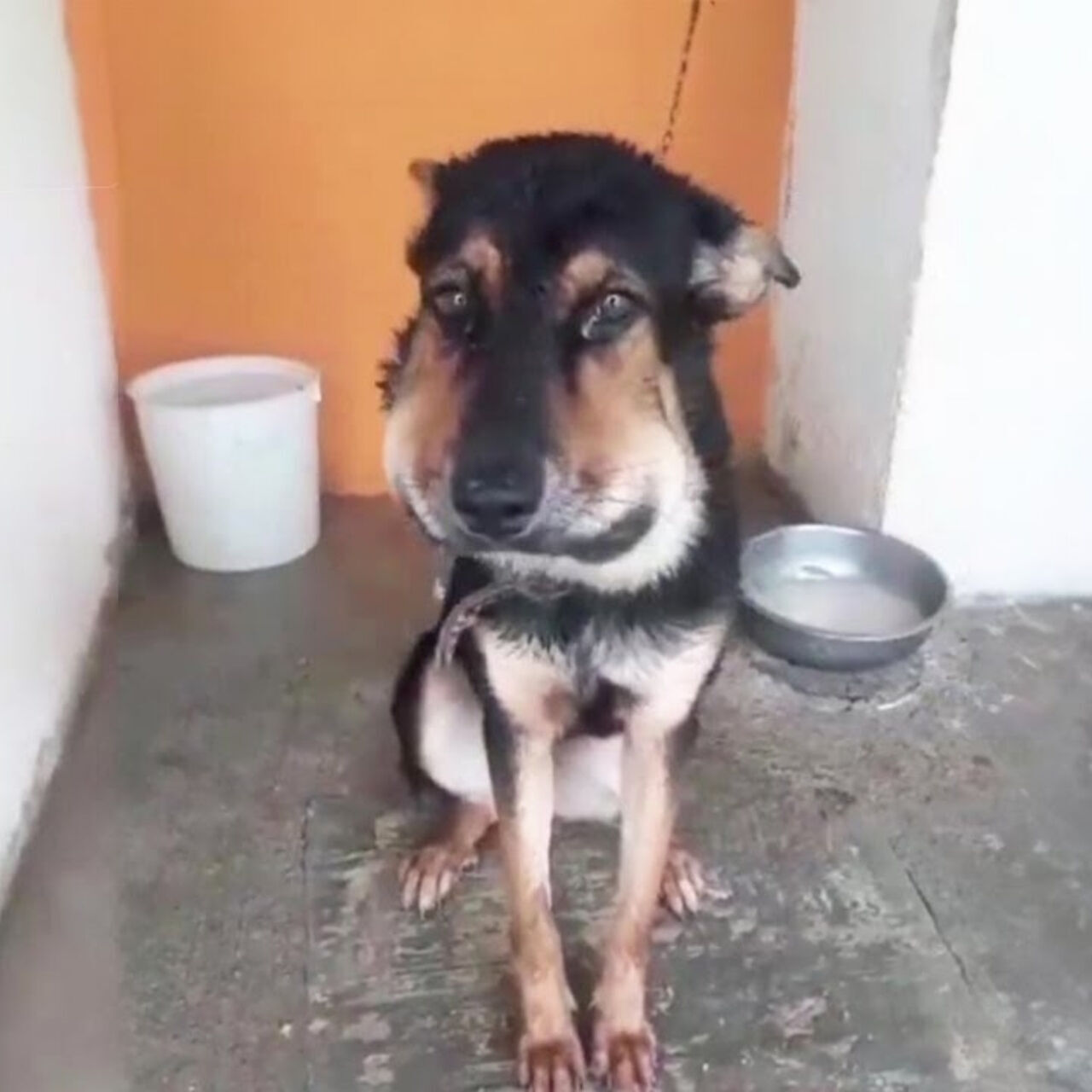 Breaking the Chains: Her Plea for Freedom Was Finally Heard