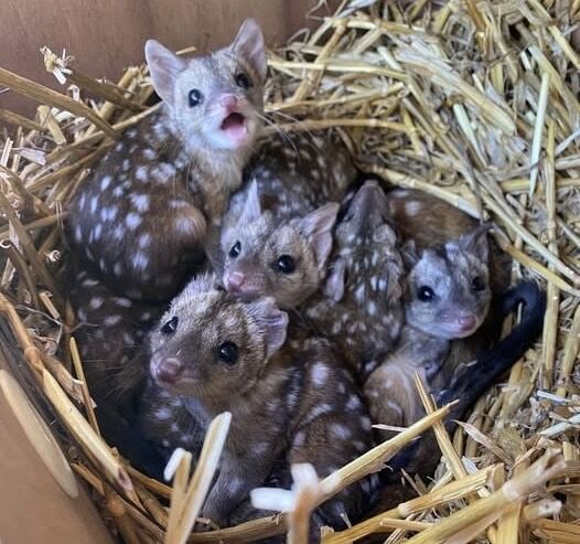 Gang finds unusually spotted creatures in a nest – takes a closer look and jaws drop when they realize what kind of animals… Check comments