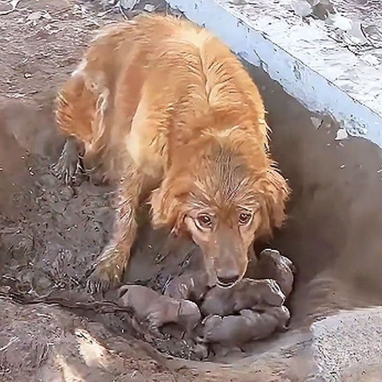 From Chains to Freedom: A Mother Dog’s Desperate Plea for Help