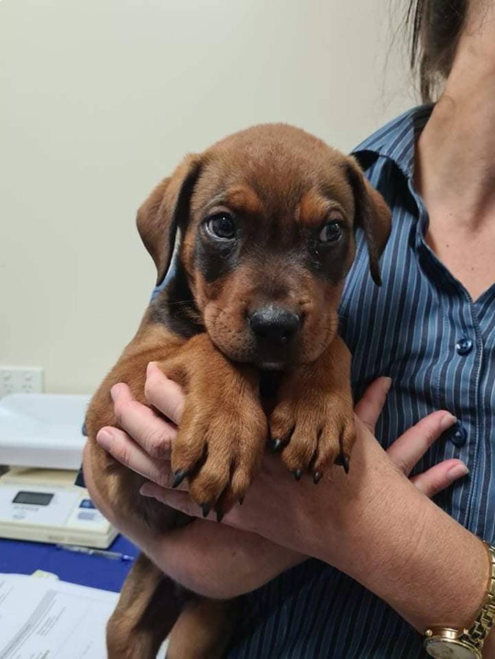 Family Abandons Puppy Who Couldn’t Eat Properly, Rescue Steps in to Help