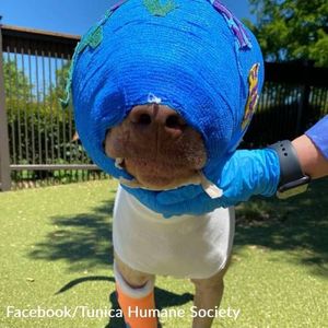 Rescued Dog ‘Buddy’ Transforms After Being On Fire By Boy In Mississippi