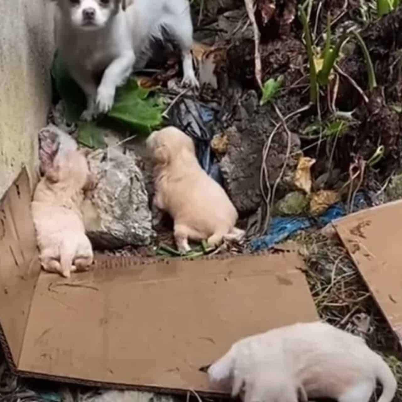 A Mother’s Love: How One Dog Family Overcame the Odds