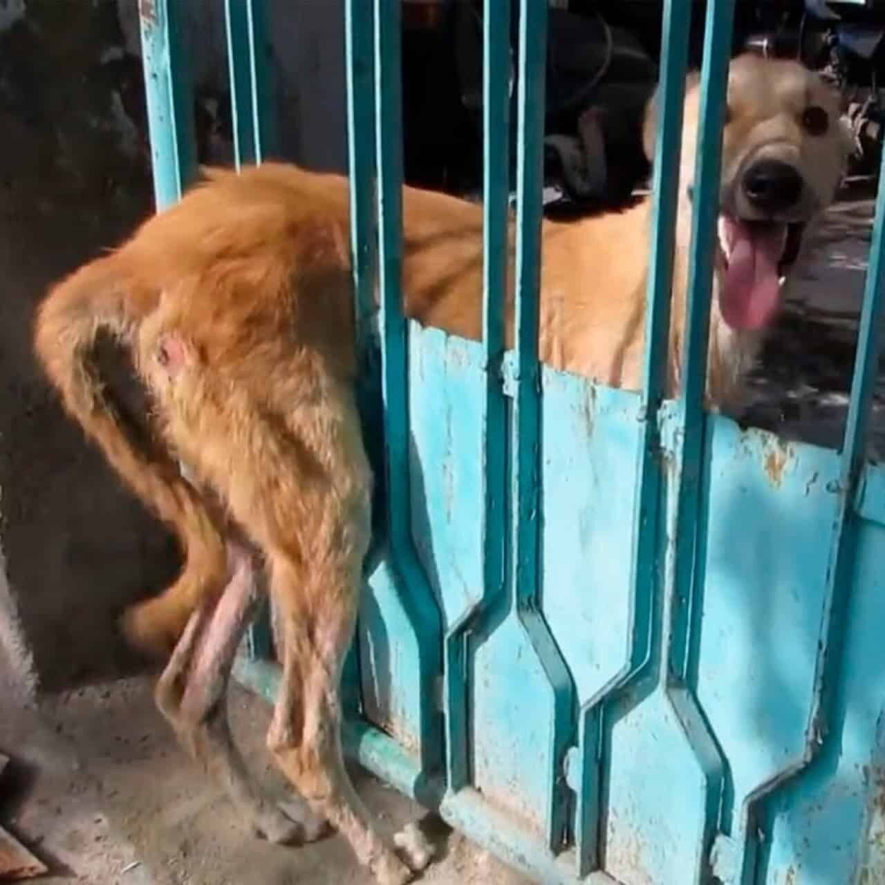 A Trapped Dog’s Rescue: How Compassion Overcame Fear