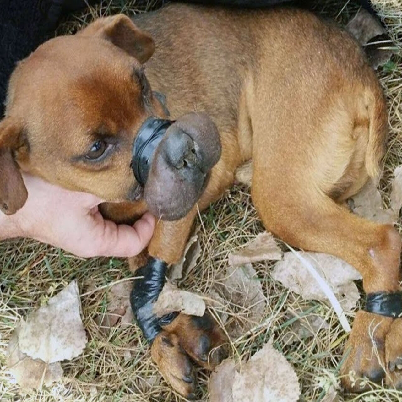 From Tragedy to Triumph: Justice the Dog’s Journey to Hope and Healing