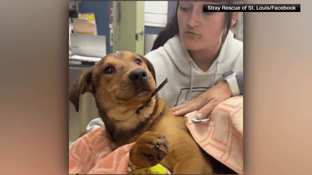 ‘He was being hunted’: Dog found with arrow in neck, bullet in chest, expected to survive
