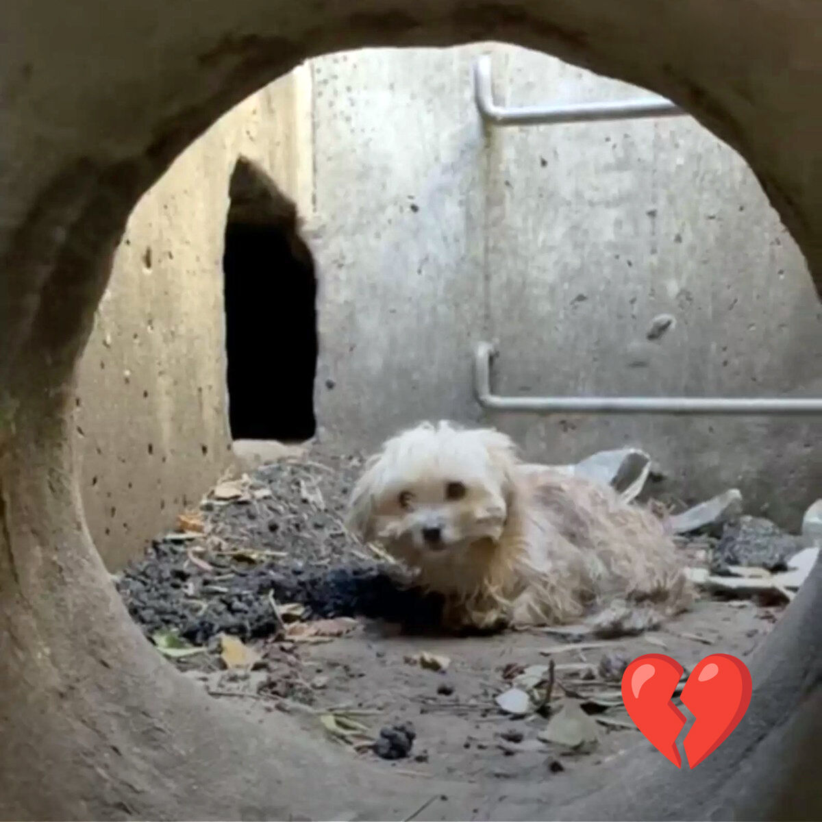 Dog Trapped in Storm Drain Rescued by Urban Explorer: A Heartwarming Story