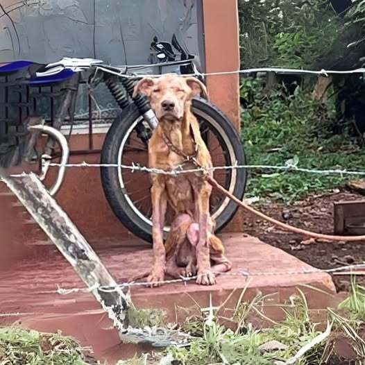 Skinny Dog Imprisoned For 4 Years, Sitting In One Place And Longing For One Day To Be Free
