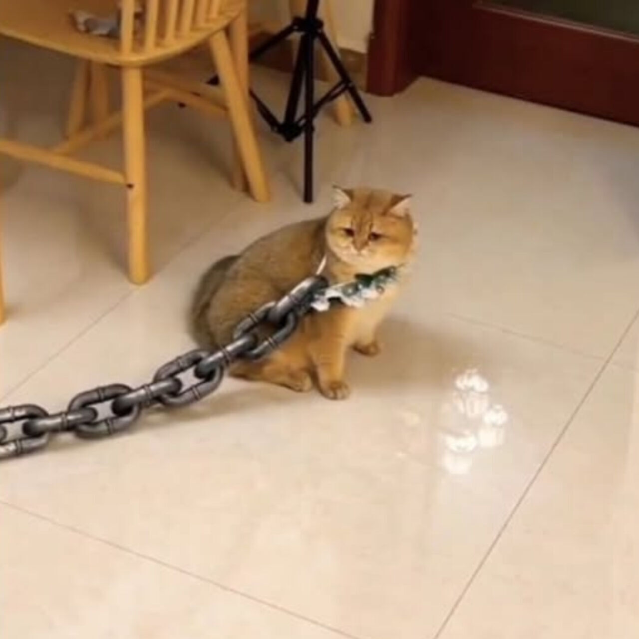 Chained and Helpless: A Cat’s Silent Struggle
