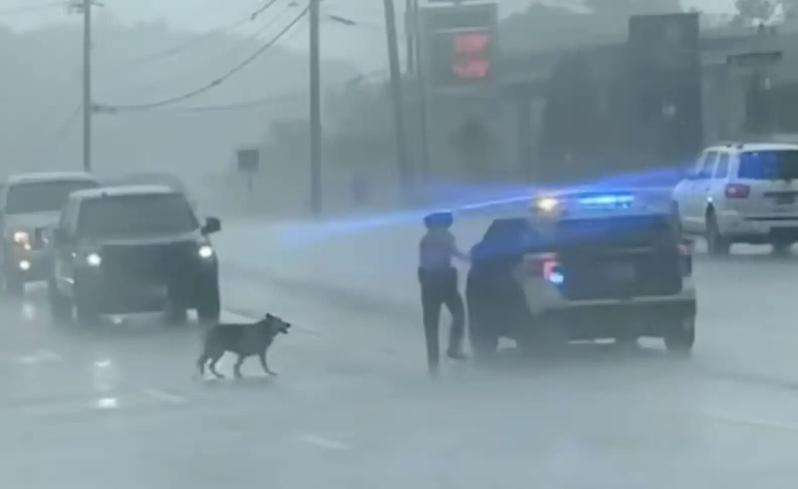 Highway Patrol Officer Does The Kindest Thing For Dog Alone In The Rain