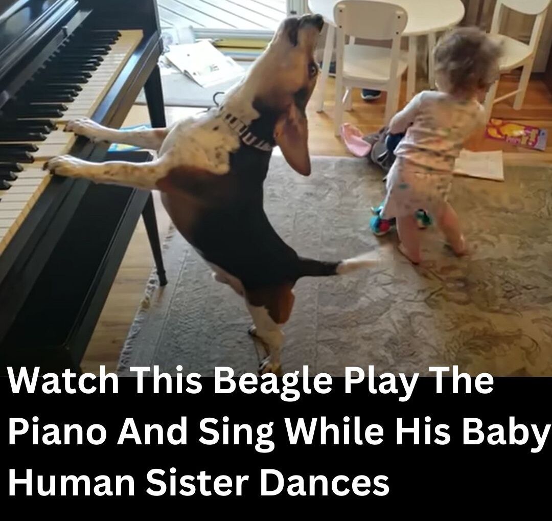 Watch This Beagle Play The Piano And Sing While His Baby Human Sister Dances