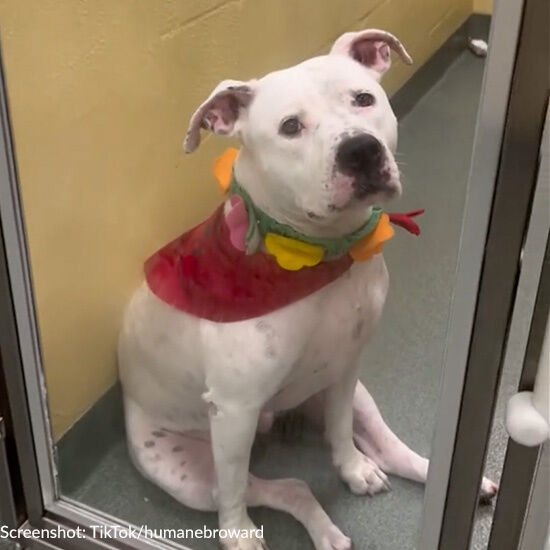 Dog Left Heartbroken After Family Surrenders Her To Shelter Because Of New Baby