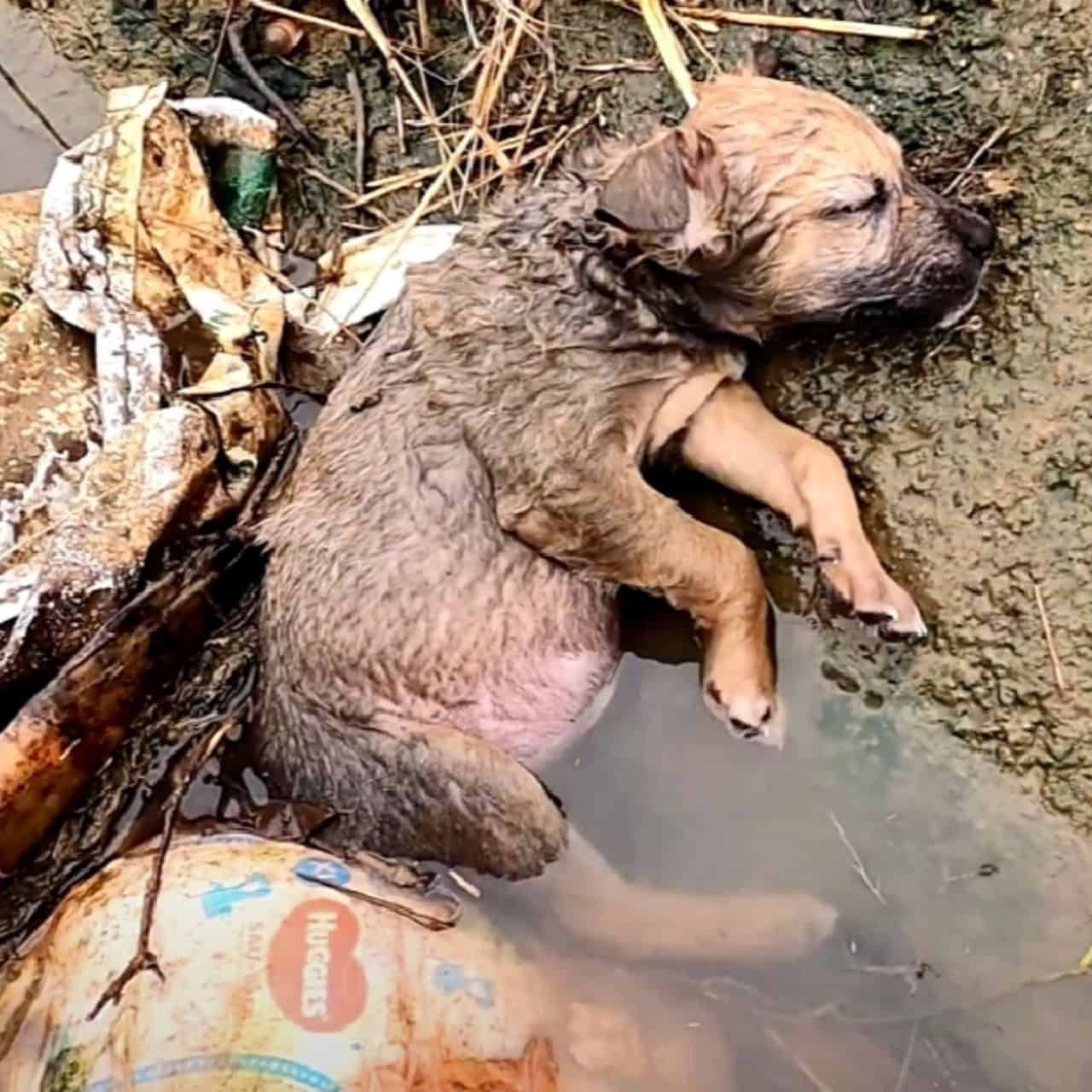 Rescuing Hope: A Puppy’s Journey from Abandonment to Love