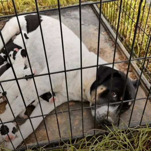 Woman Spots Dog With ‘Saddest Eyes’ — Then Realizes What She’s Hiding