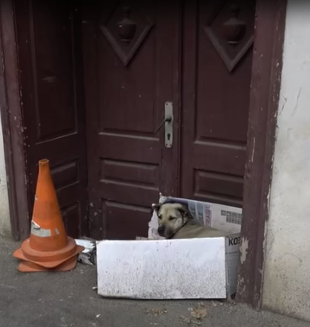 Dog Spent Her Whole Life On The Streets But Was Finally Adopted