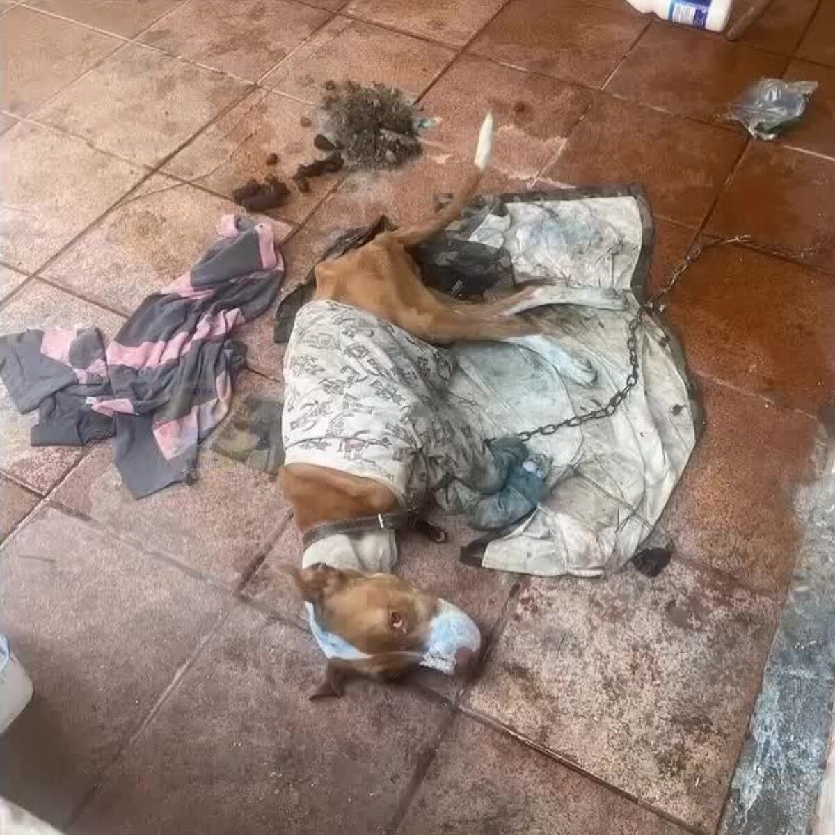 A heartfelt story about a hungry dog’s miraculous recovery journey