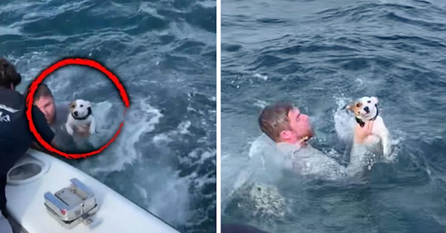 This Dog was rescued after being Discovered all by Himself in the middle of the Sea!