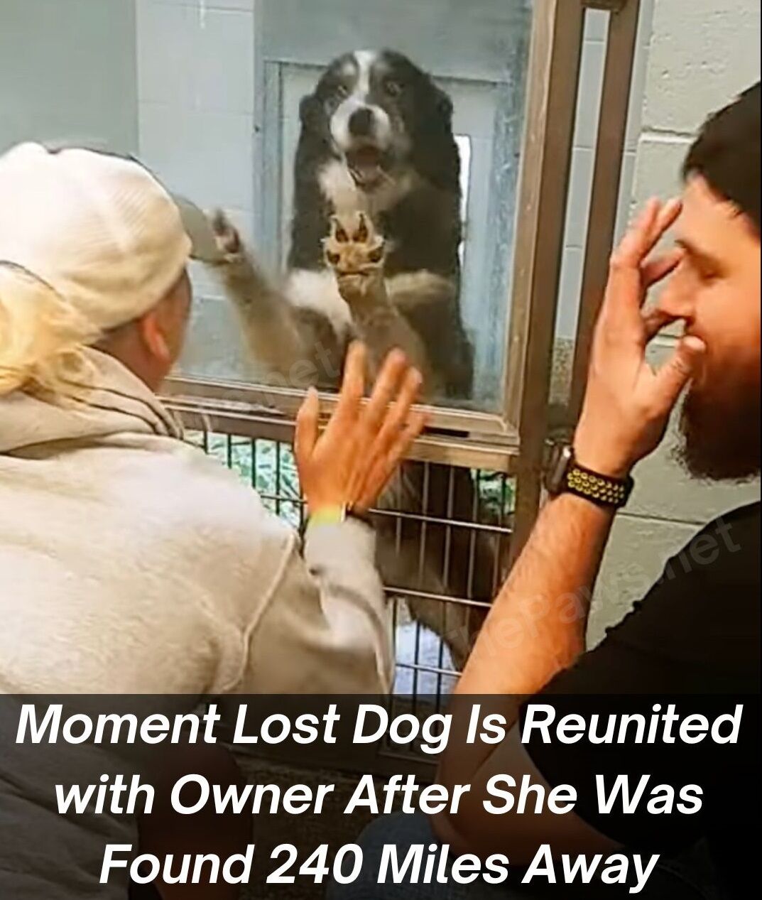 Moment lost dog is reunited with owner after she was found 240 MILES away