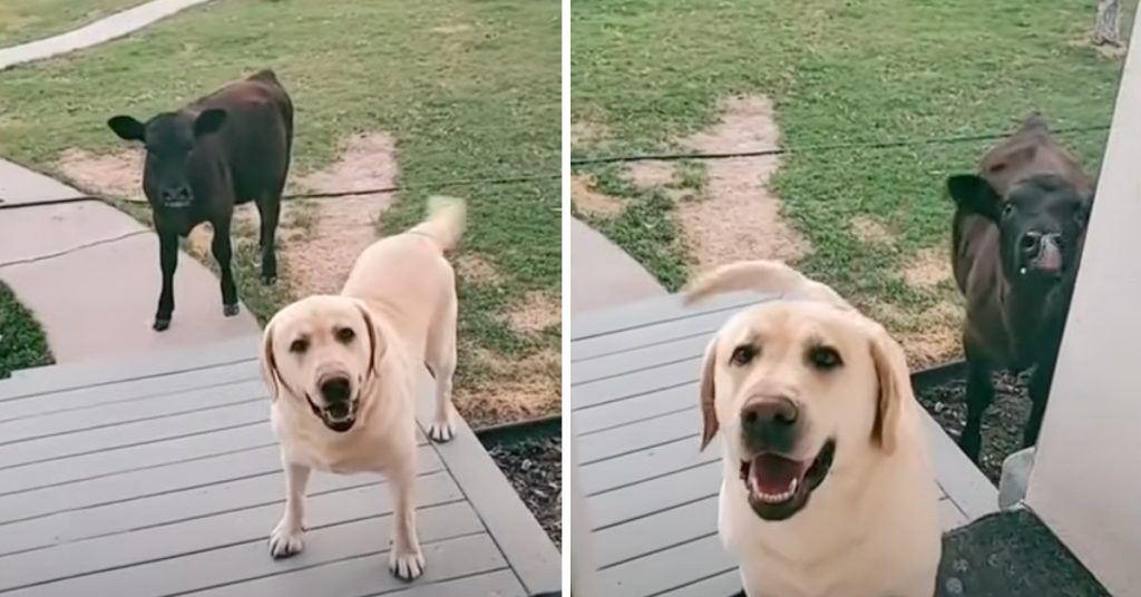 Puppy Goes Out To Play, Returns Home With Baby Cow He Befriended Along The Way!