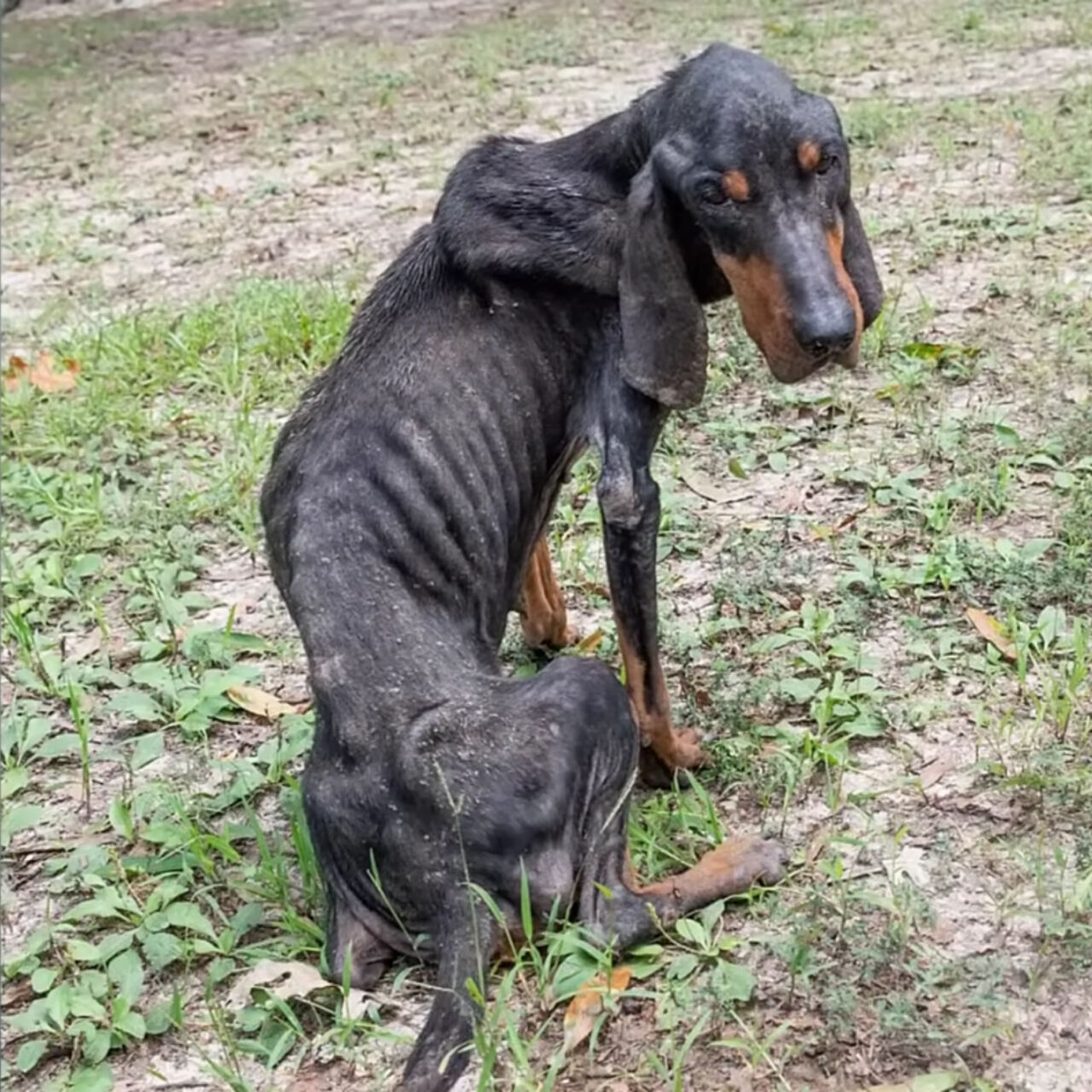 From Starvation to Sight: Nora’s Miraculous Recovery and Motherly Love