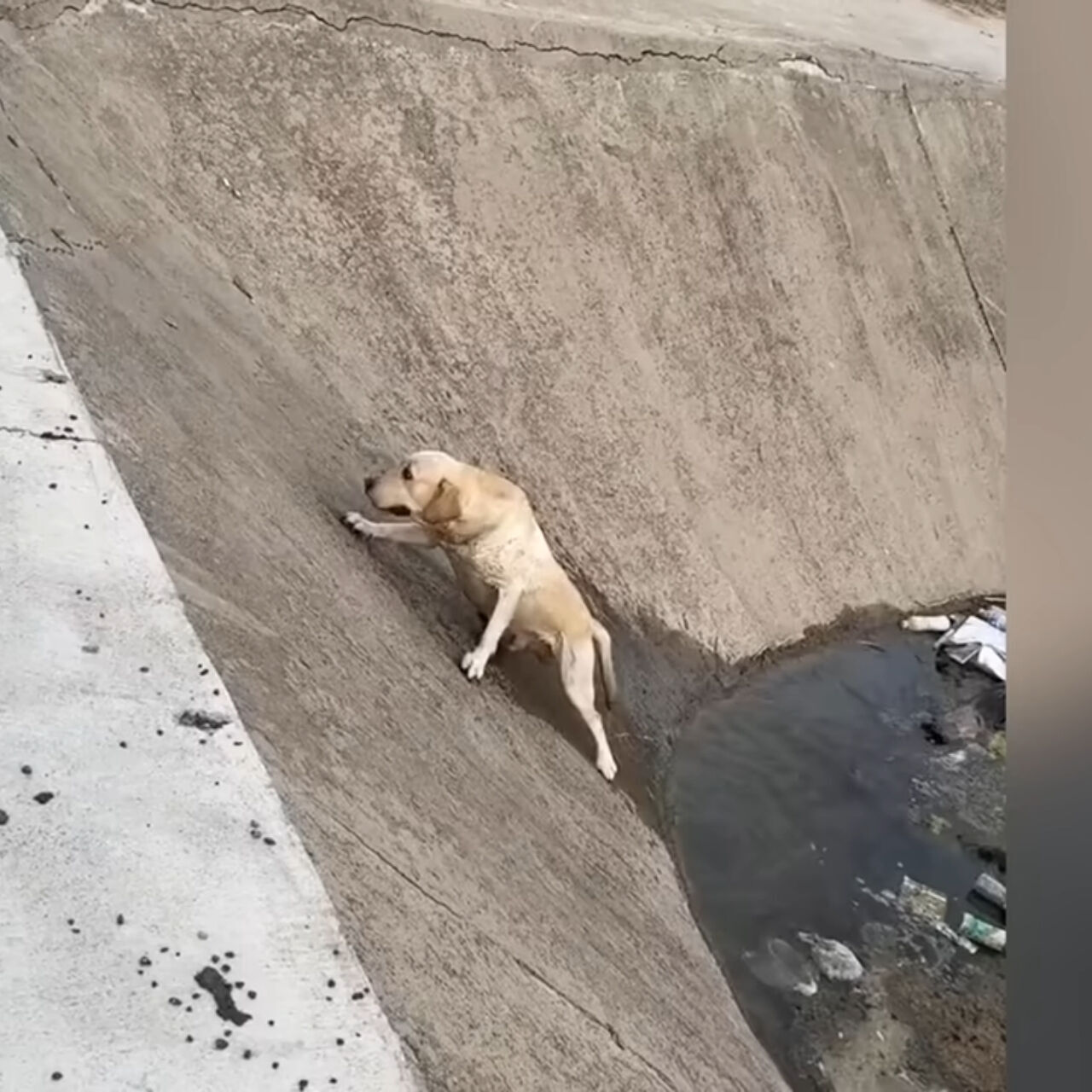 Trapped and Drowning, The Dog Kept Slipping—Until Help Arrived